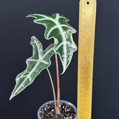 Alocasia Sanderiana ''Nobilis'' Pink