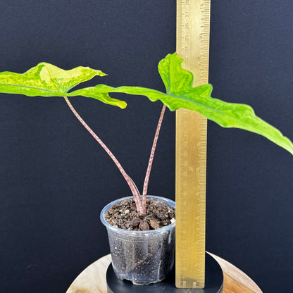 Alocasia Sabrina Aurea