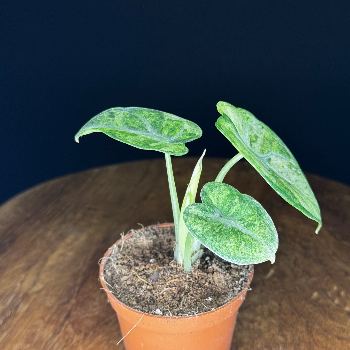 Alocasia Ninja Tricolor (Splash)