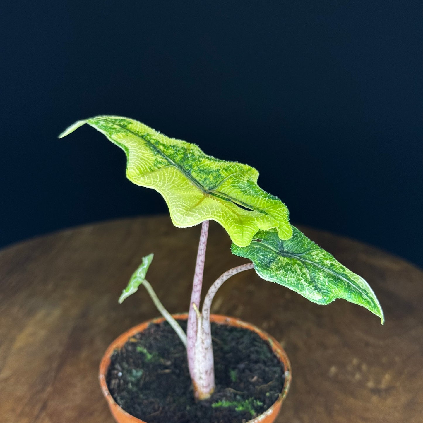 Alocasia Tandurusa (Jacklyn) Variegata