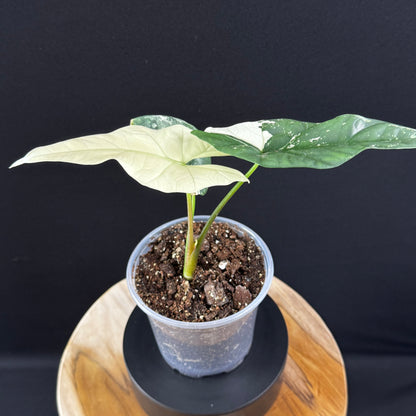 Alocasia Simpo Albo