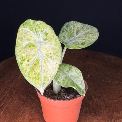 Alocasia Ninja Tricolor (Splash)