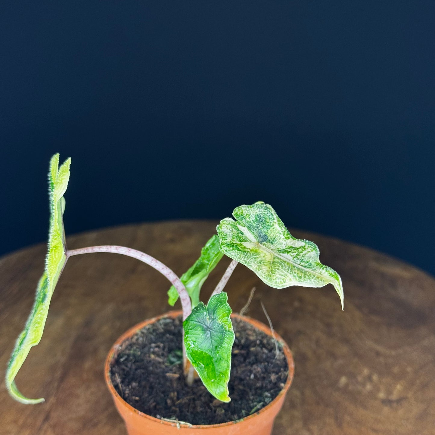 Alocasia Tandurusa (Jacklyn) Variegata