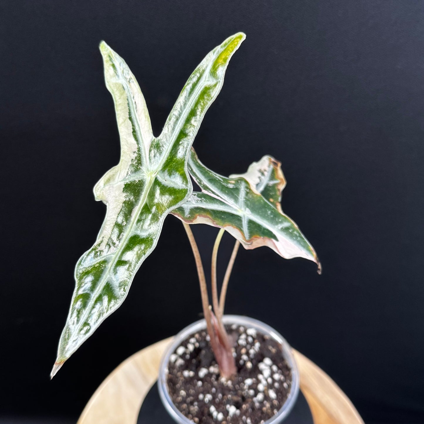 Alocasia Sanderiana ''Nobilis'' Pink