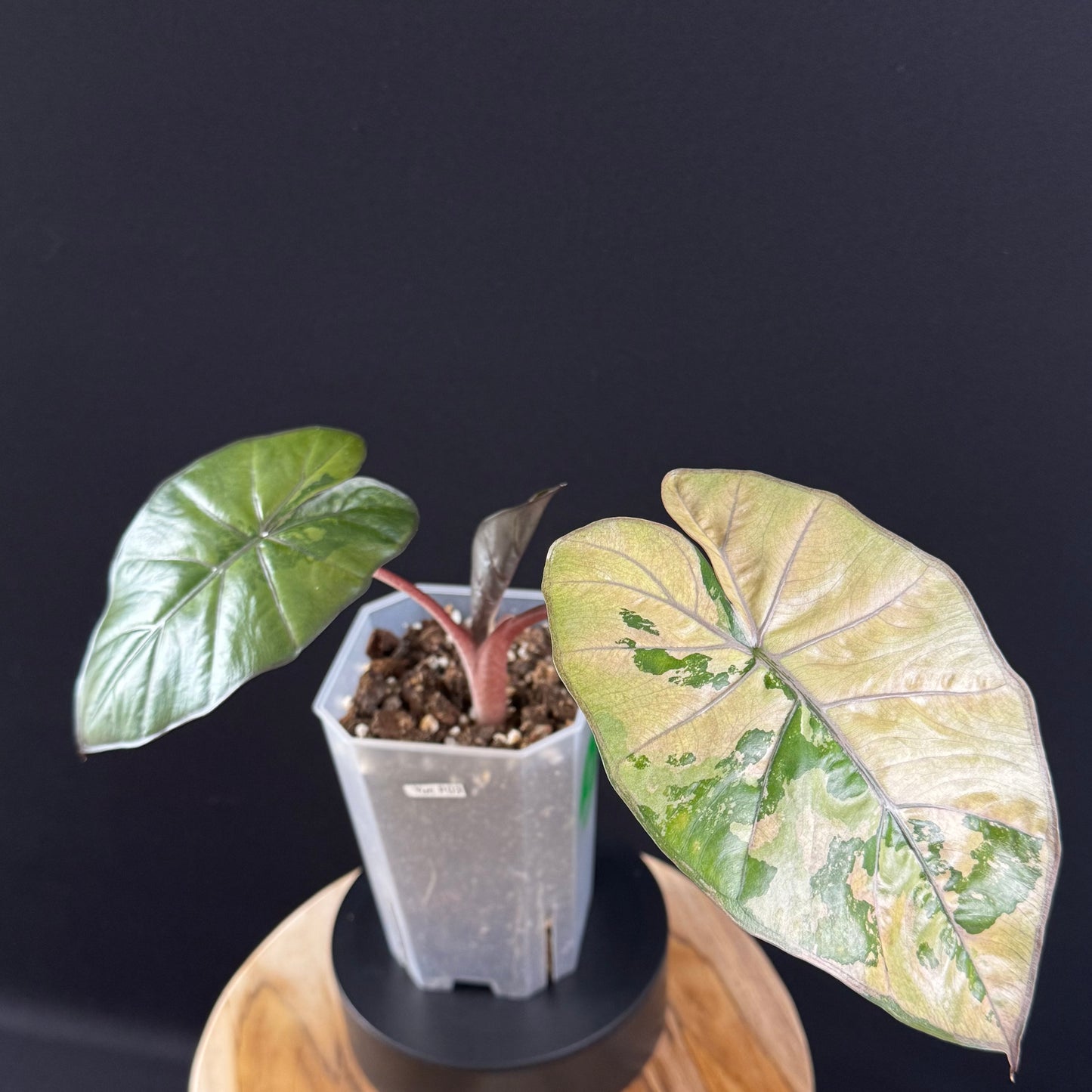 Alocasia Yucatan Princess Pink