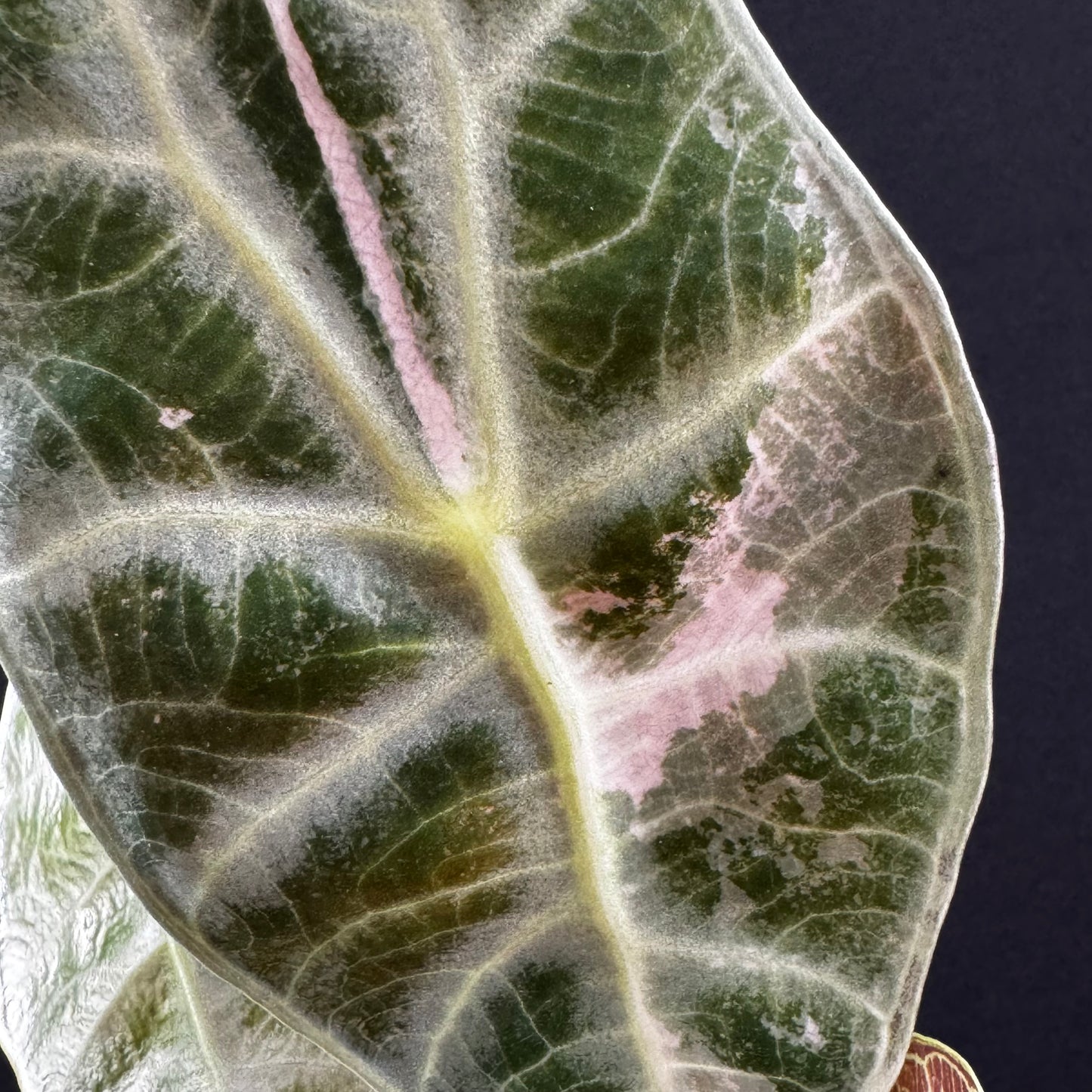 Alocasia Watsoniana Lightning Pink