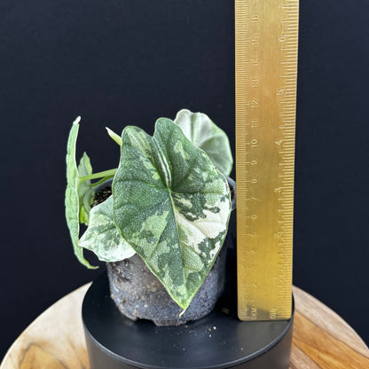 Alocasia Melo Albo