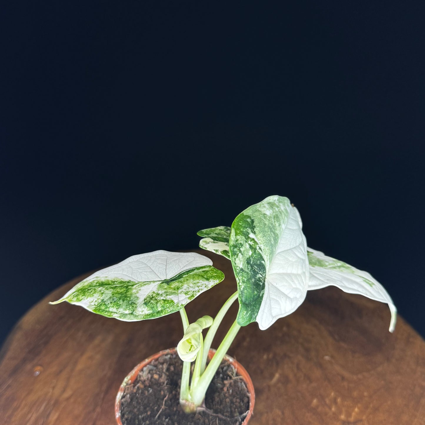 Alocasia Dragon Scale Albo