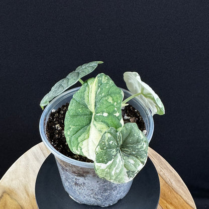Alocasia Melo Albo