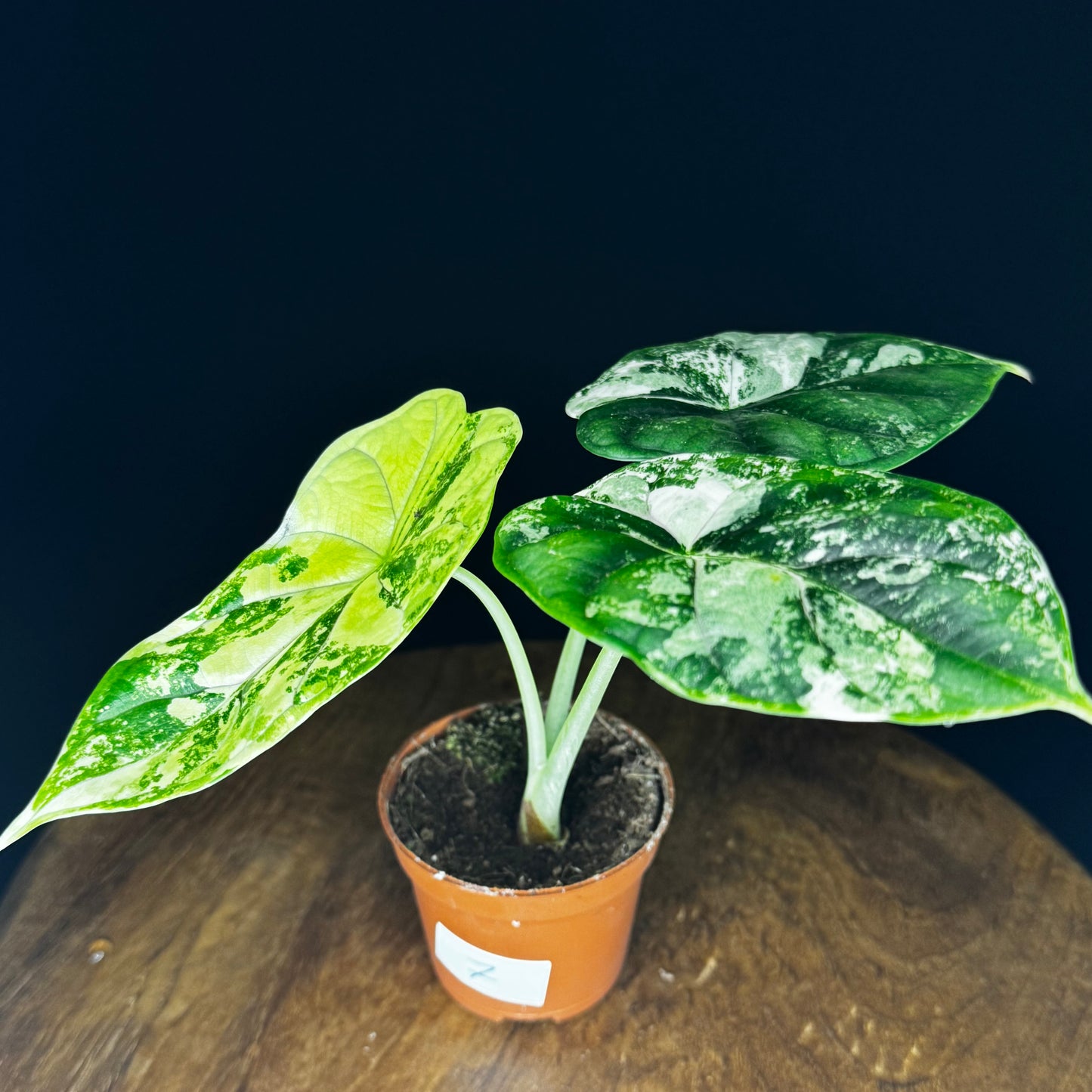 Alocasia Dragon Scale Albo