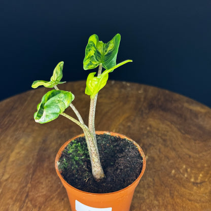 Alocasia Stingray Aurea