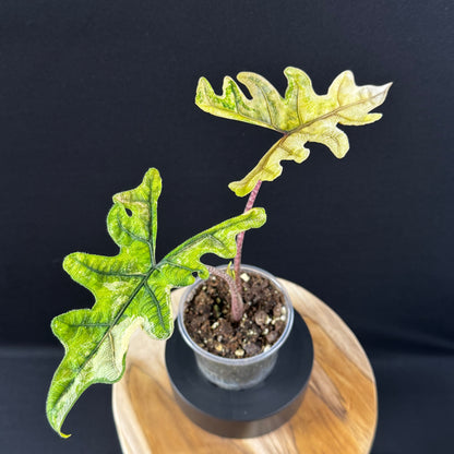 Alocasia Tandurusa (Jacklyn) Variegata