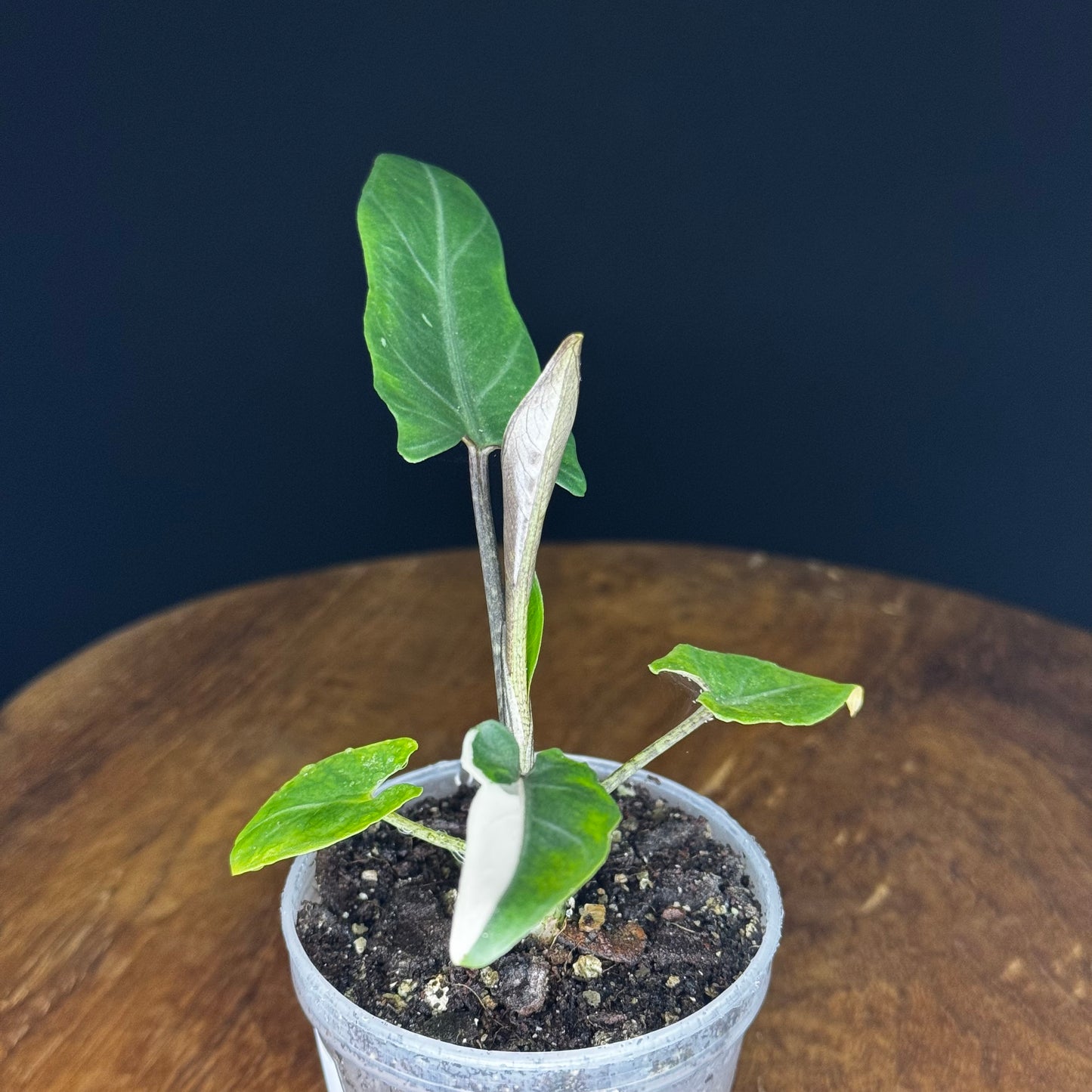 Alocasia Lauterbachiana Albo