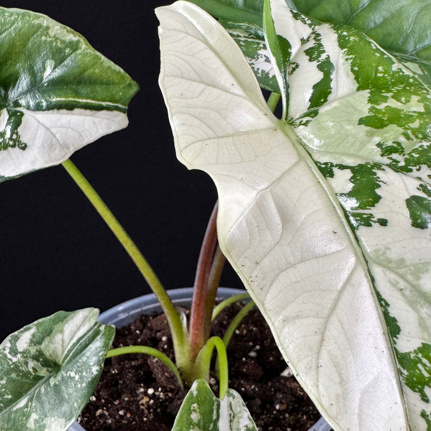 Alocasia Simpo Albo