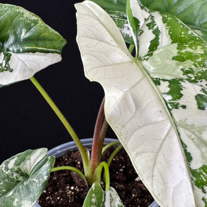 Alocasia Simpo Albo
