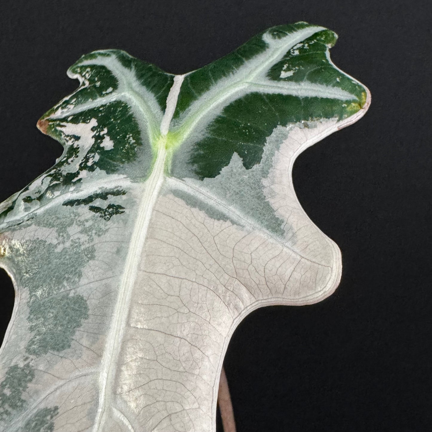 Alocasia Sanderiana ''Nobilis'' Pink