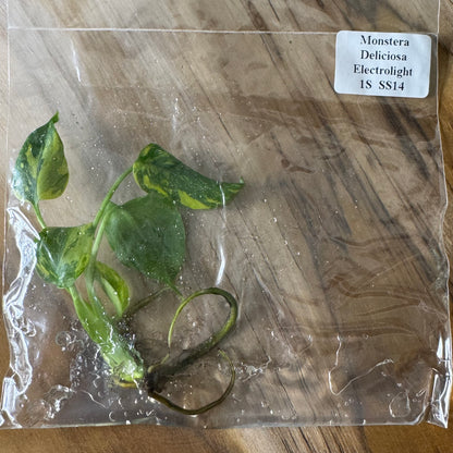 Monstera Electrolight - Tissue Culture (TC)