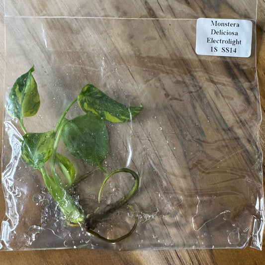 Monstera Electrolight - Tissue Culture (TC)