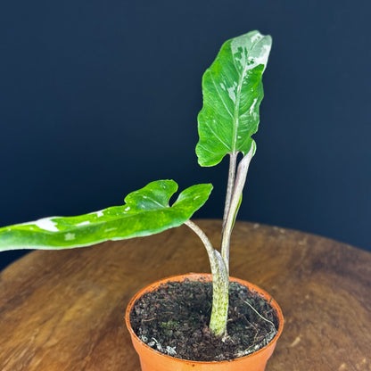 Alocasia Lauterbachiana Albo
