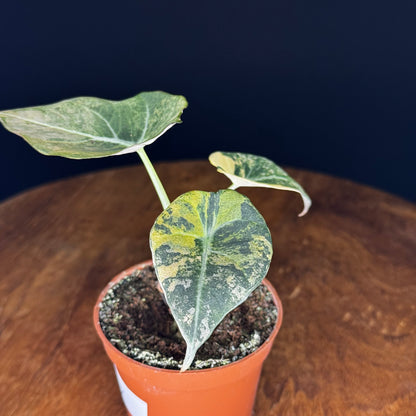 Alocasia Black Velvet Gold