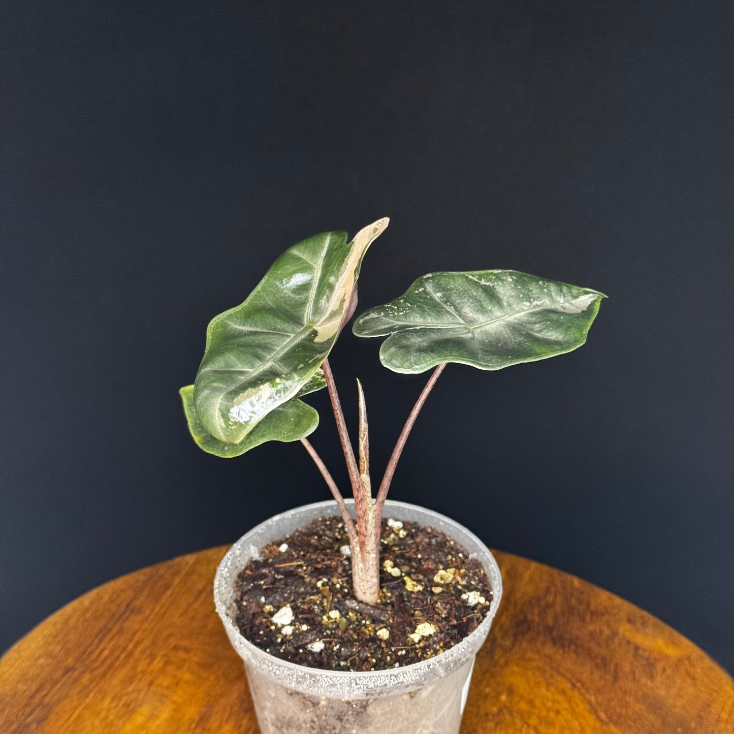 Alocasia Pseudo Sanderiana Albo/Pink