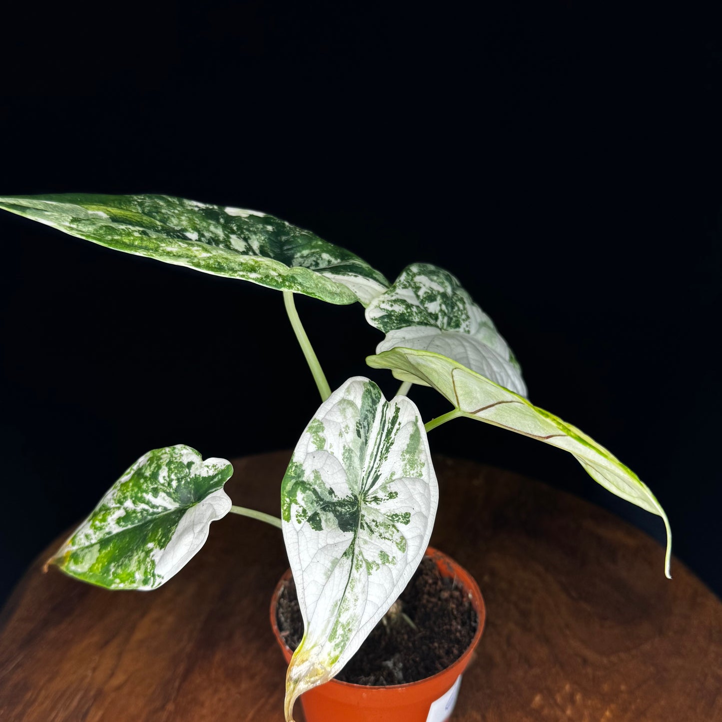 Alocasia Dragon Scale Albo