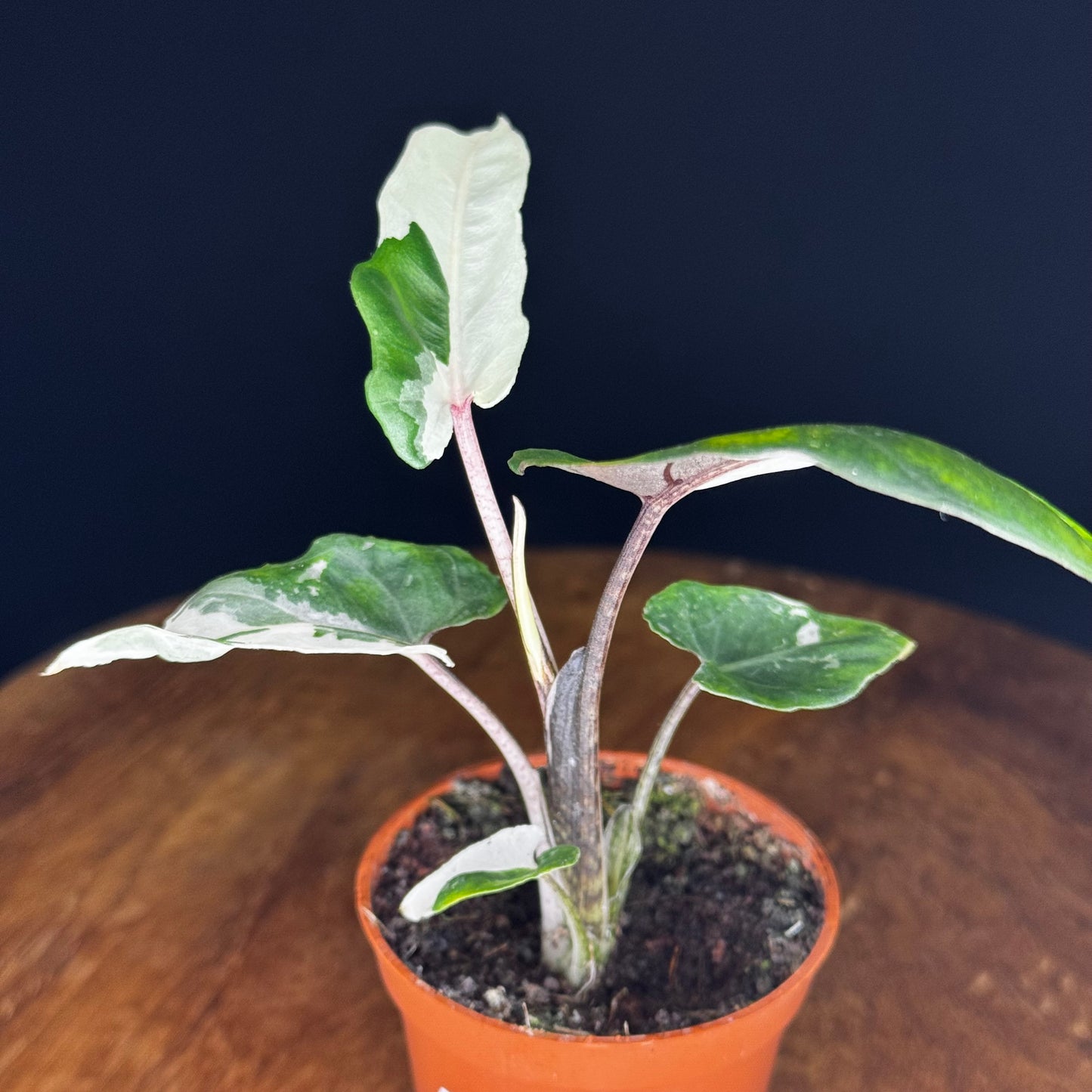 Alocasia Lauterbachiana Albo