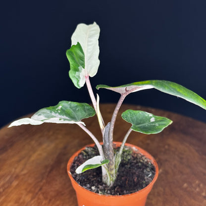 Alocasia Lauterbachiana Albo