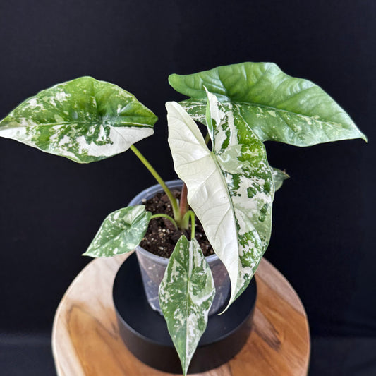 Alocasia Simpo Albo