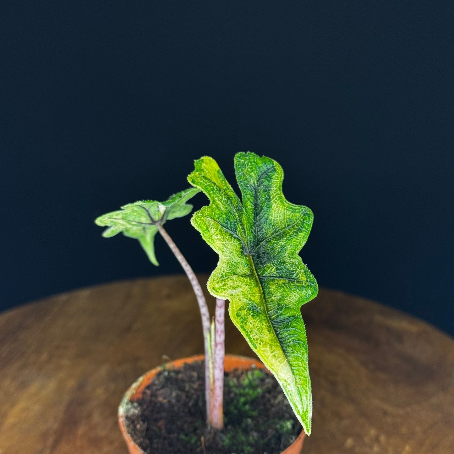 Alocasia Tandurusa (Jacklyn) Variegata