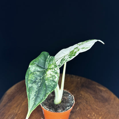 Alocasia Dragon Scale Albo