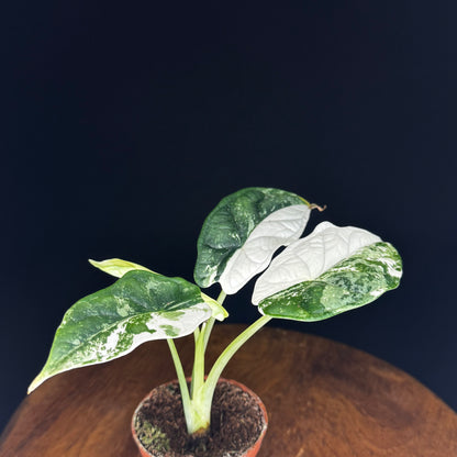 Alocasia Dragon Scale Albo