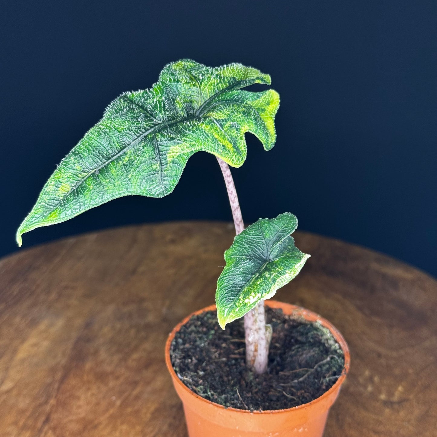 Alocasia Tandurusa (Jacklyn) Variegata