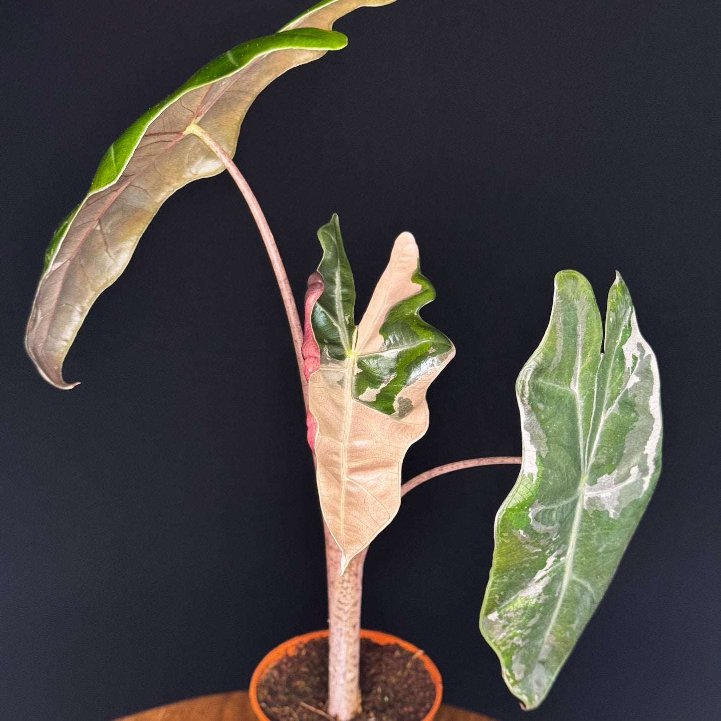 Alocasia Pseudo Sanderiana Albo/Pink