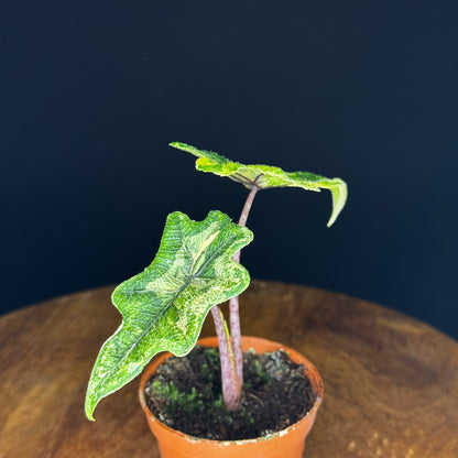 Alocasia Tandurusa (Jacklyn) Variegata