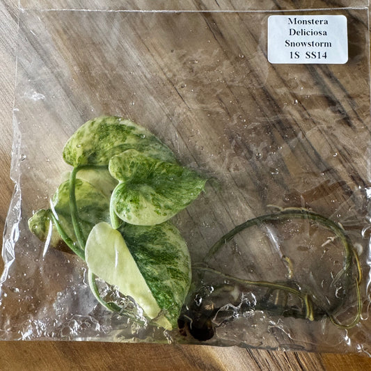 Monstera Snowstorm (Green Snow) (TC)