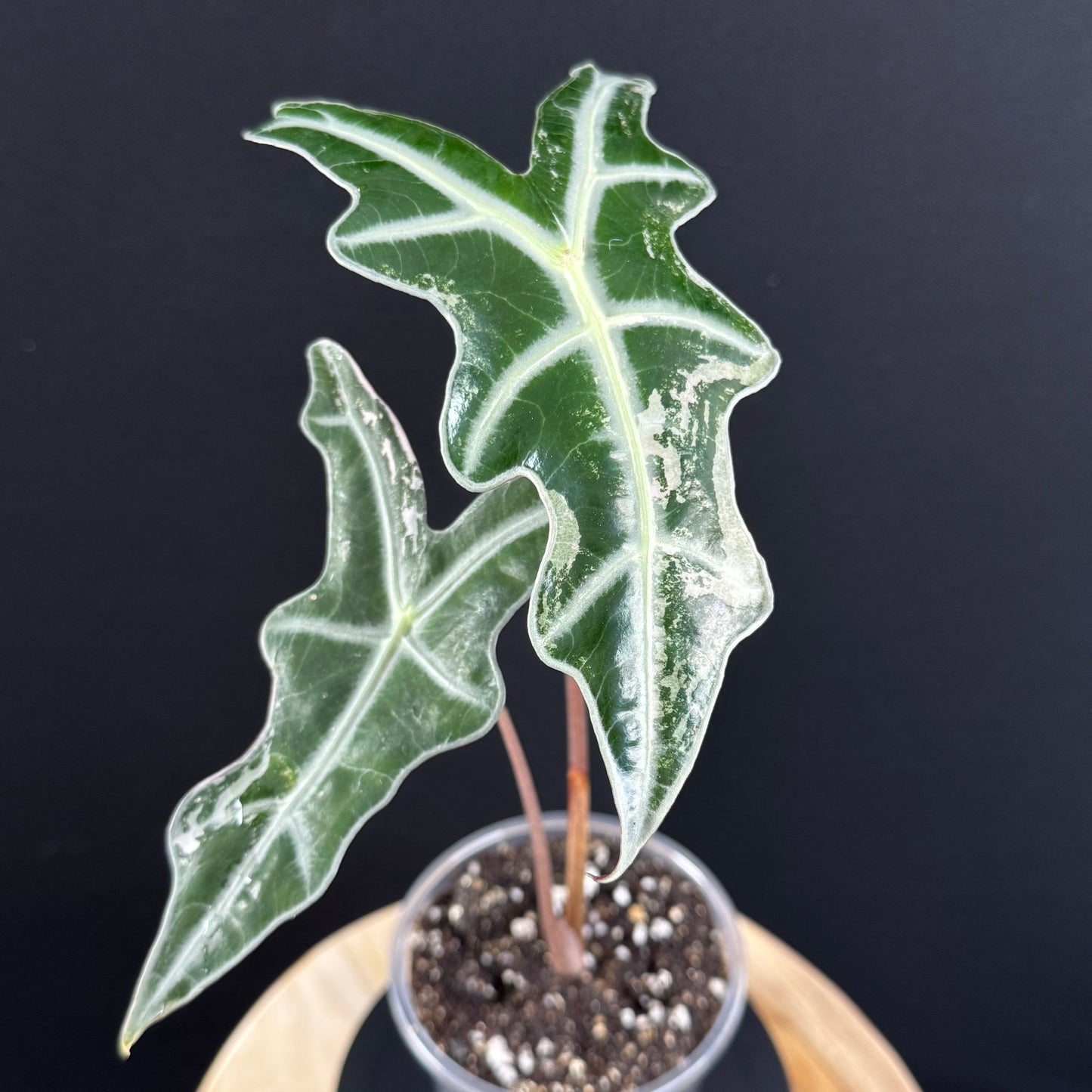 Alocasia Sanderiana ''Nobilis'' Pink