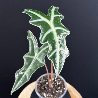 Alocasia Sanderiana ''Nobilis'' Pink