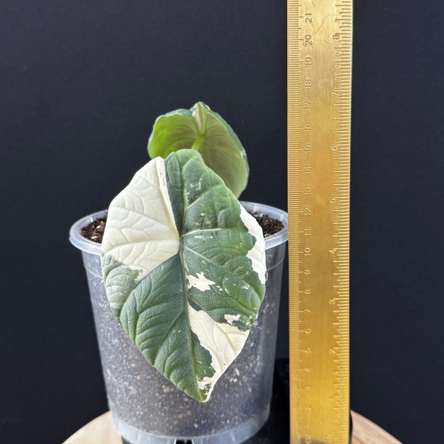 Alocasia Maharani Albo