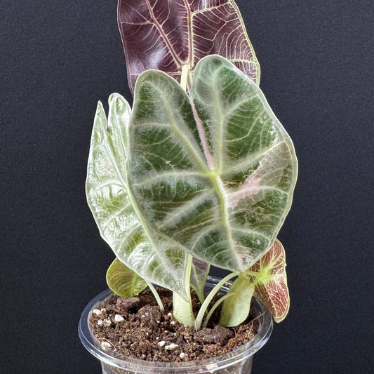 Alocasia Watsoniana Lightning Pink