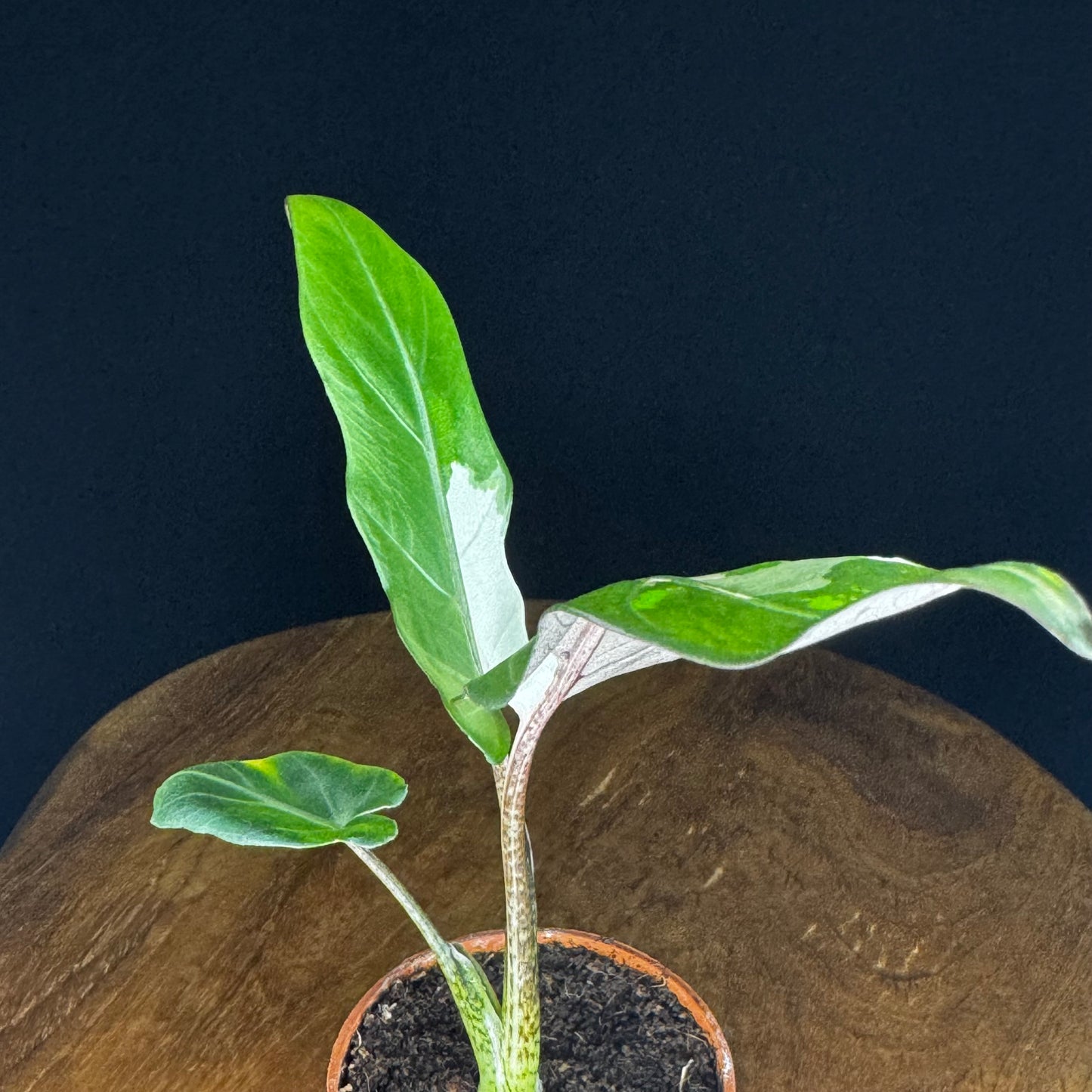 Alocasia Lauterbachiana Albo