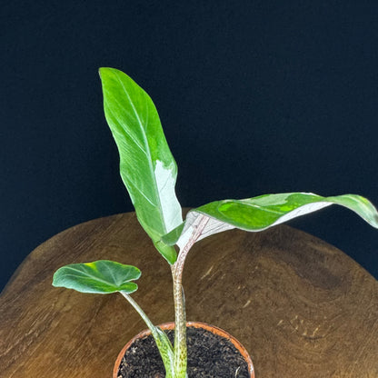 Alocasia Lauterbachiana Albo