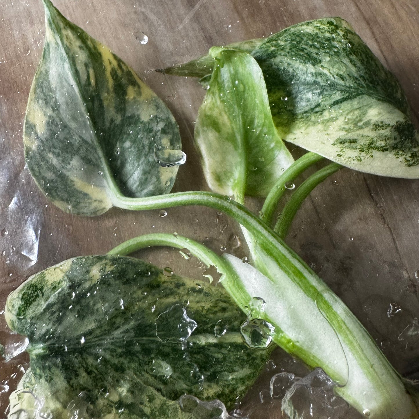 Monstera Snowstorm (Green Snow) (TC)