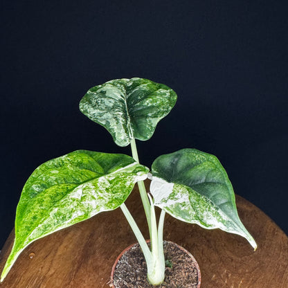 Alocasia Dragon Scale Albo