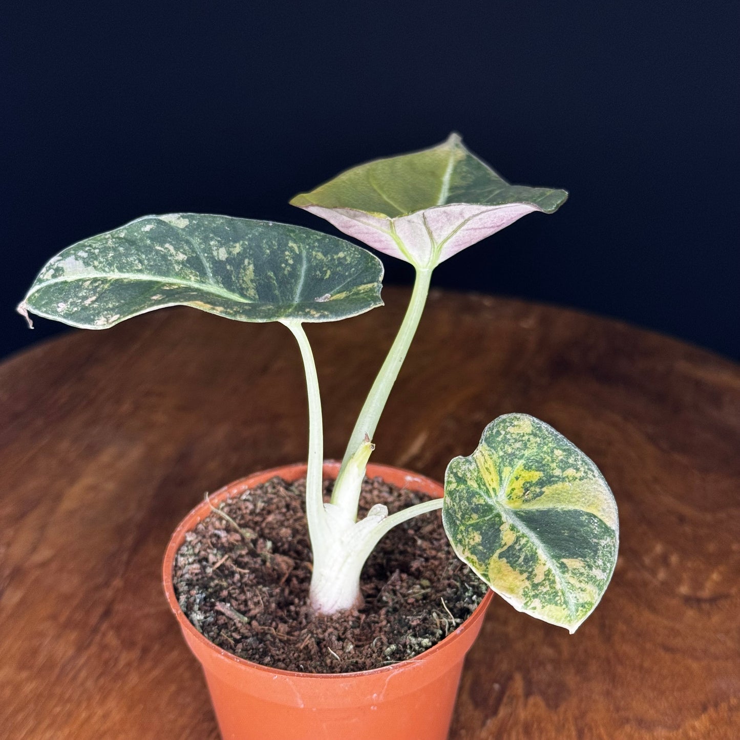 Alocasia Black Velvet Gold