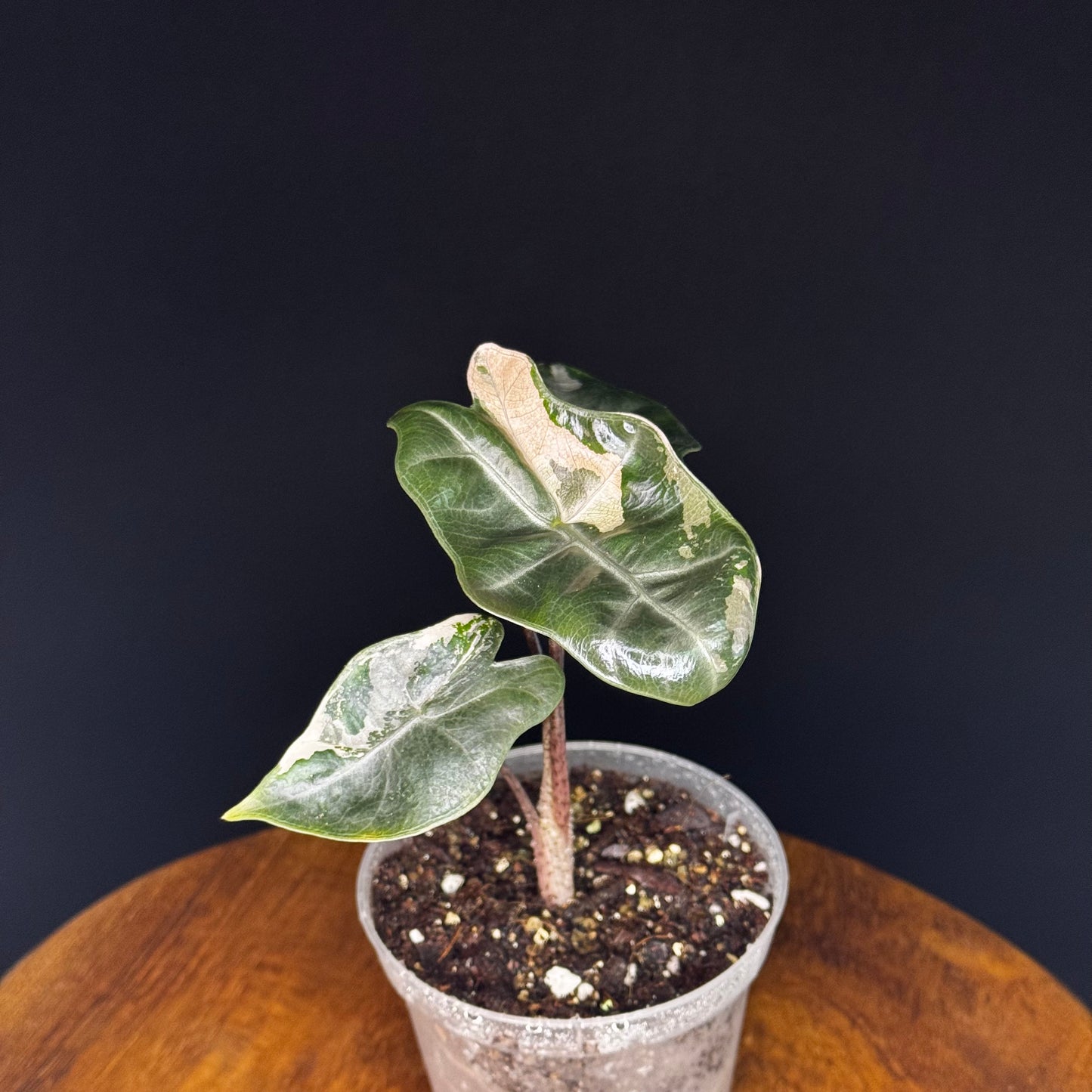 Alocasia Pseudo Sanderiana Albo/Pink