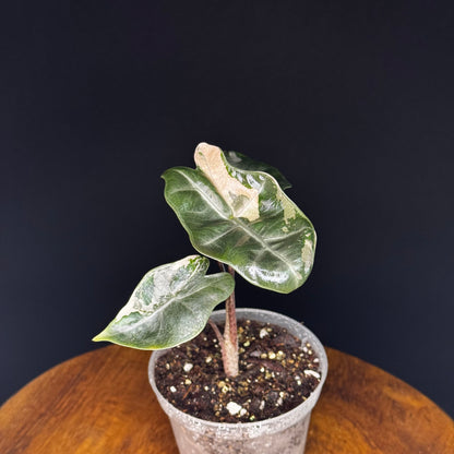 Alocasia Pseudo Sanderiana Albo/Pink