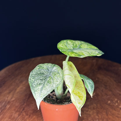 Alocasia Ninja Tricolor (Splash)