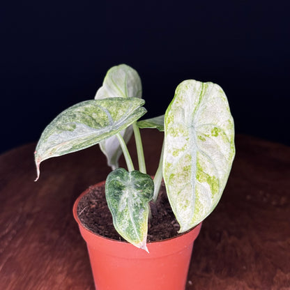 Alocasia Ninja Tricolor (Splash)