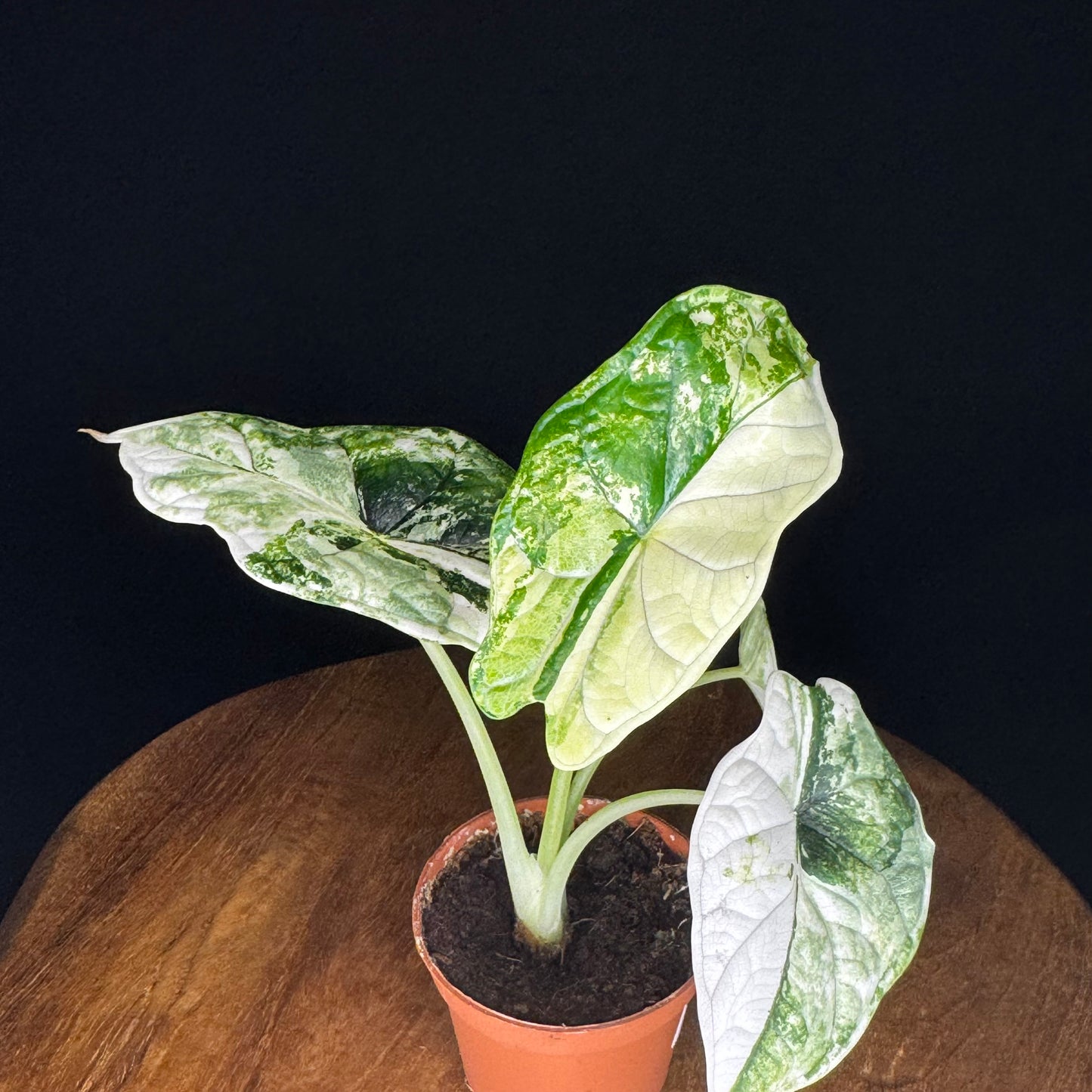 Alocasia Dragon Scale Albo